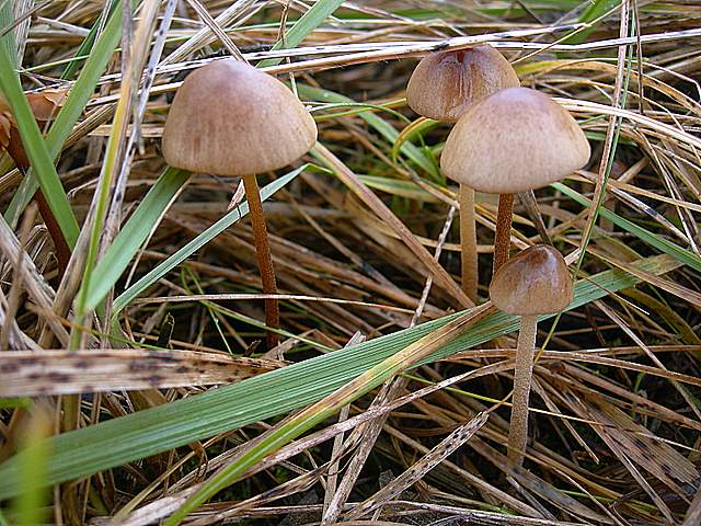 Conocybe da determinare.